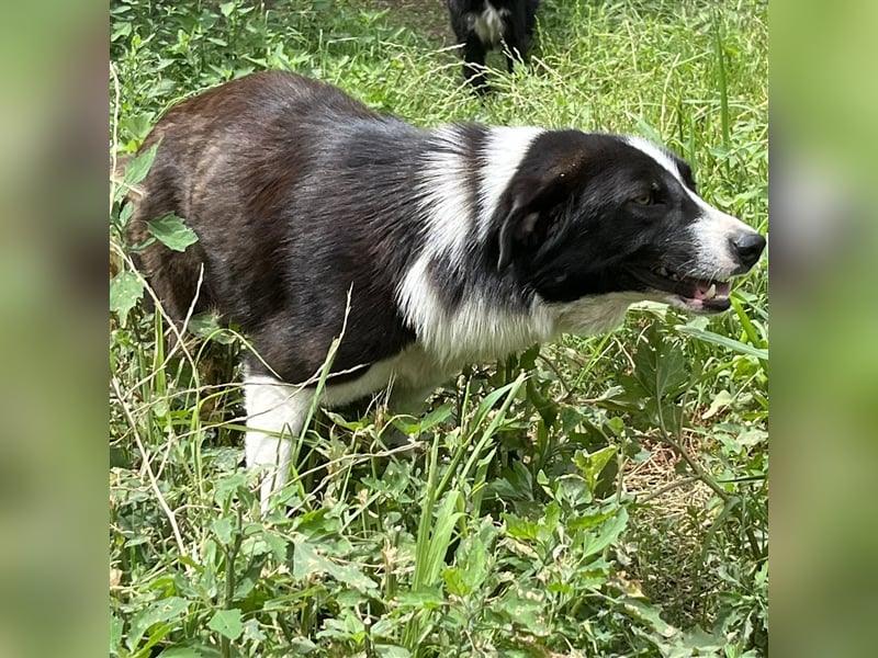 Shelly- Mischlingshund