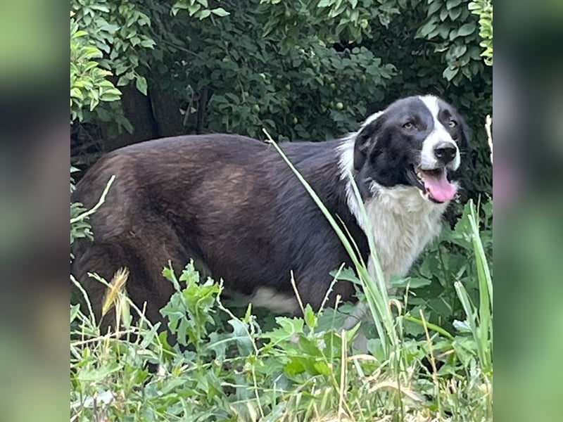 Shelly- Mischlingshund