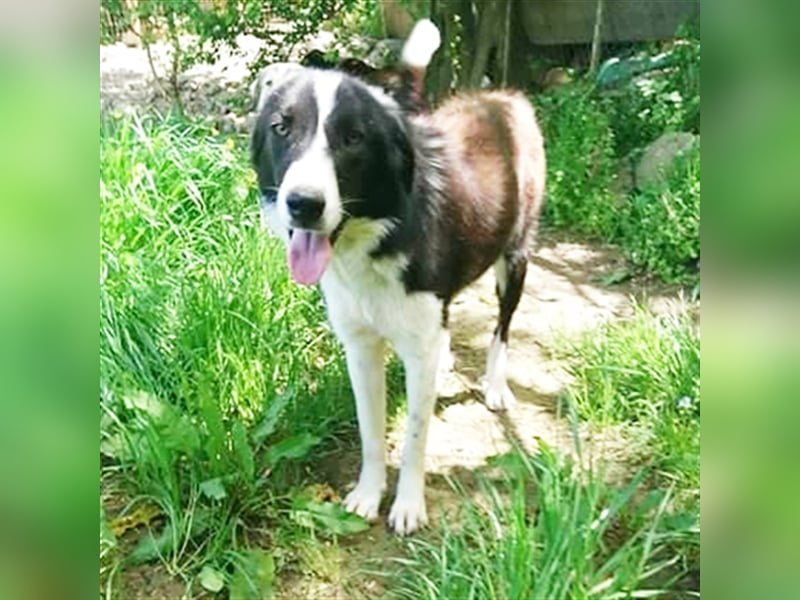Shelly- Mischlingshund