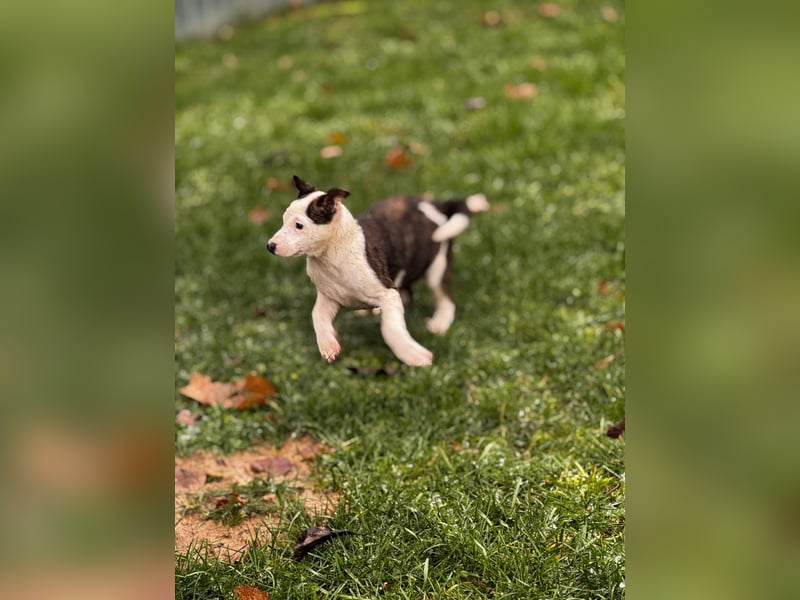 Chanel, kleine Schnuckelmaus sucht aktive Menschen