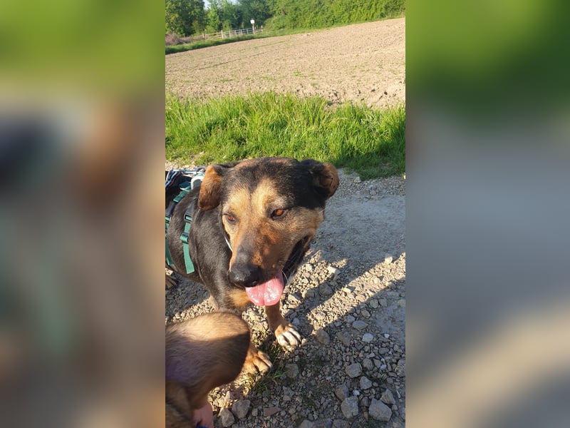 Delilah, Traumhündin sucht ihre Menschen