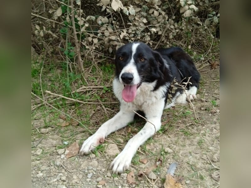 Shelly- Mischlingshund