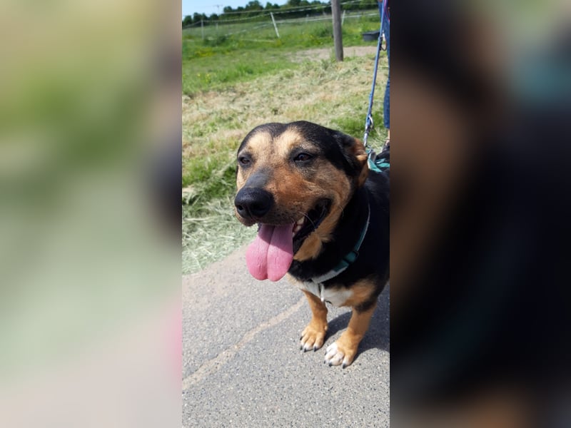 Delilah, Traumhündin sucht ihre Menschen