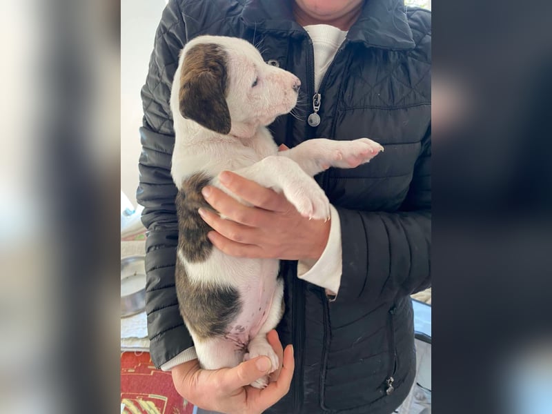Chanel, kleine Schnuckelmaus sucht aktive Menschen