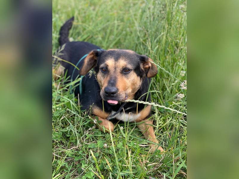 Delilah, Traumhündin sucht ihre Menschen