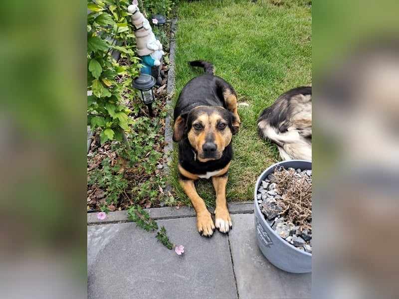 Delilah, Traumhündin sucht ihre Menschen