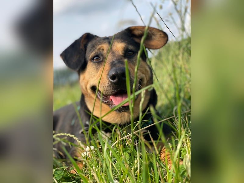 Delilah, Traumhündin sucht ihre Menschen