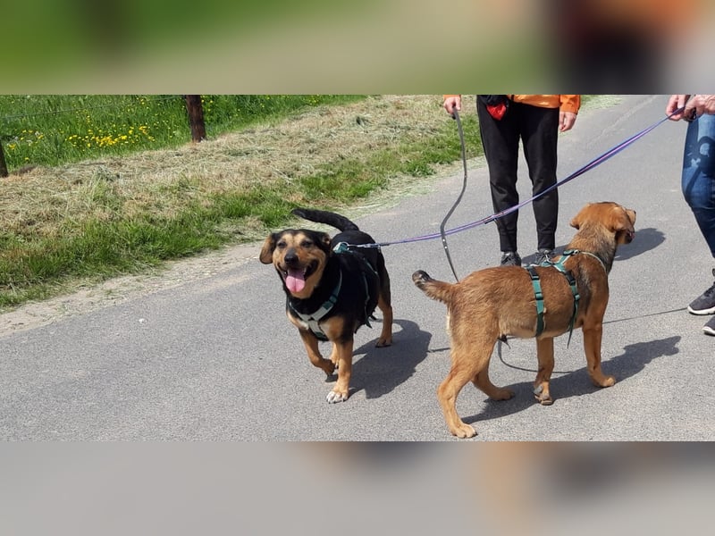 Delilah, Traumhündin sucht ihre Menschen