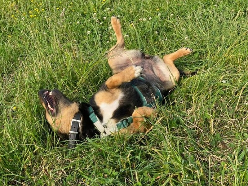 Delilah, Traumhündin sucht ihre Menschen