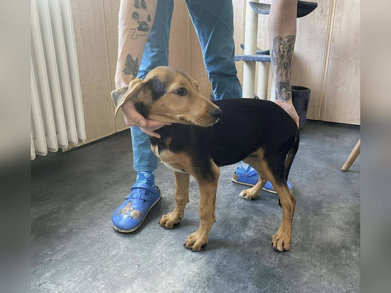 Homok, süße Maus freut sich auf Ihre Menschen