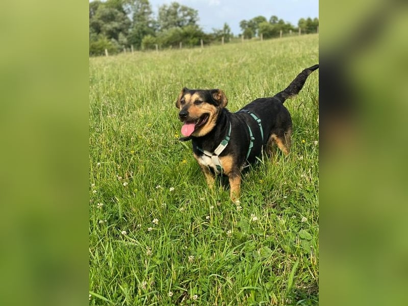 Delilah, Traumhündin sucht ihre Menschen
