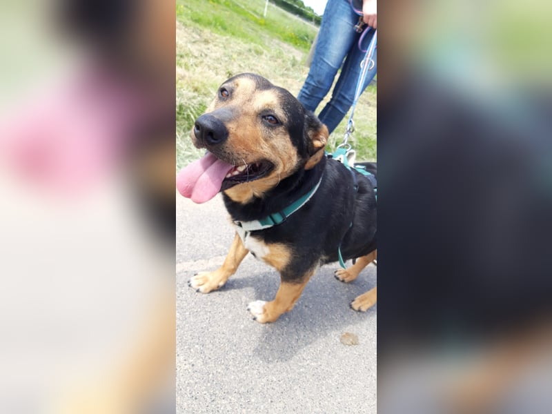 Delilah, Traumhündin sucht ihre Menschen