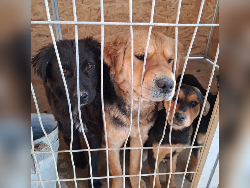 Clementine, sanftmütig, ruhig und bescheiden