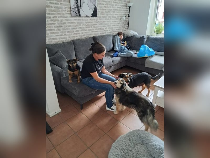 Delilah, Traumhündin sucht ihre Menschen