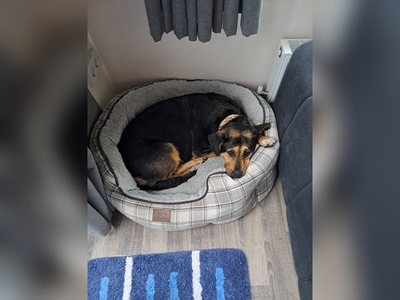 Delilah, Traumhündin sucht ihre Menschen