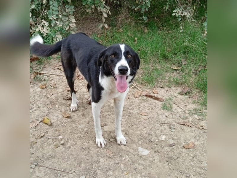 Shelly- Mischlingshund