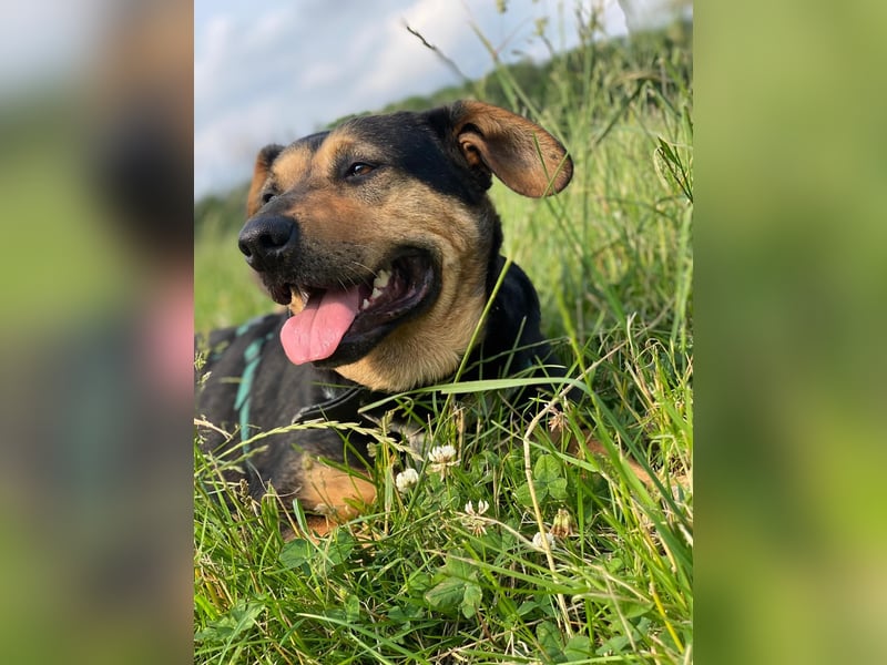 Delilah, Traumhündin sucht ihre Menschen