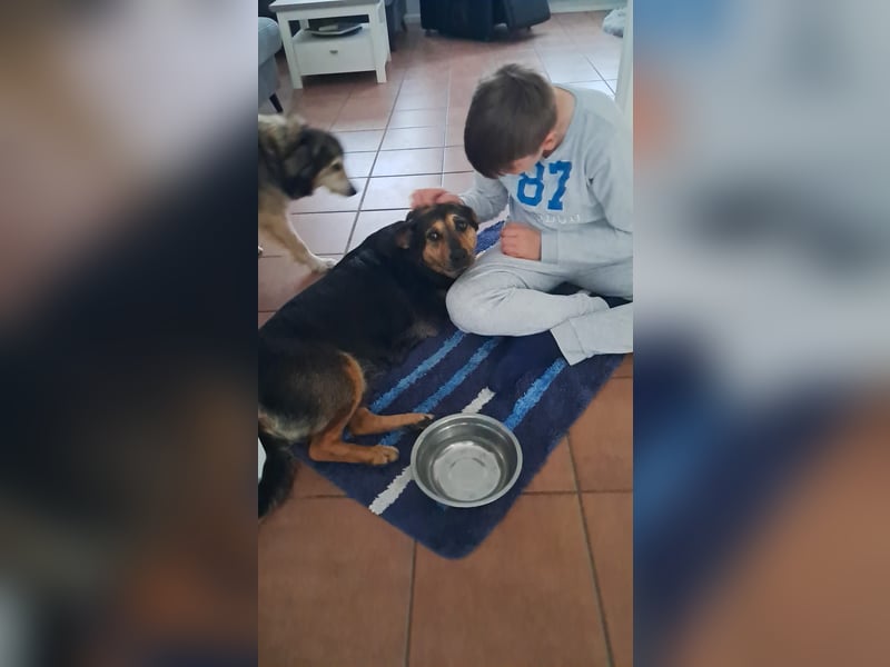 Delilah, Traumhündin sucht ihre Menschen