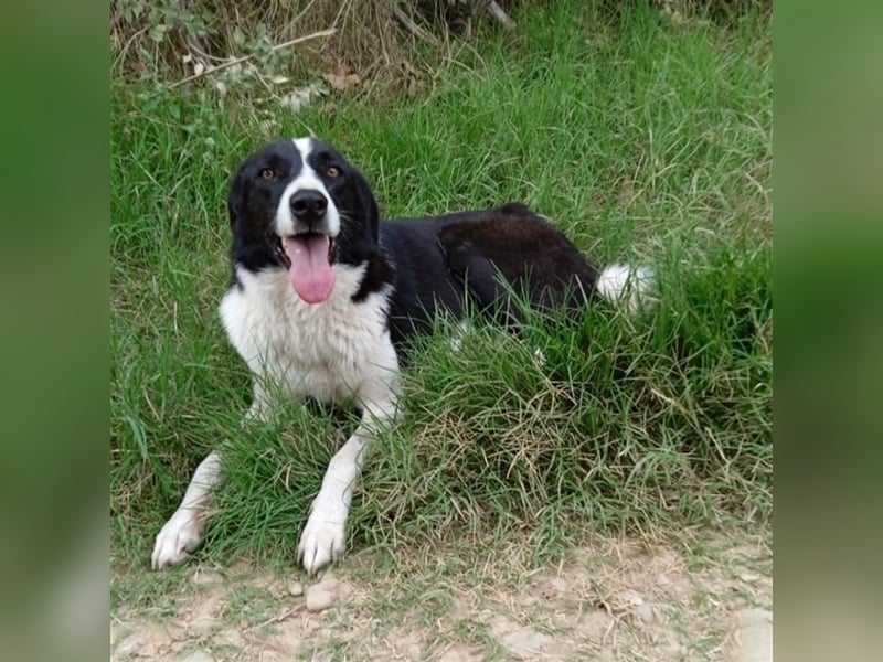 Shelly- Mischlingshund
