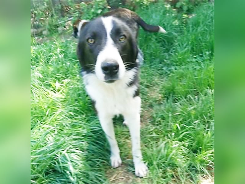Shelly- Mischlingshund