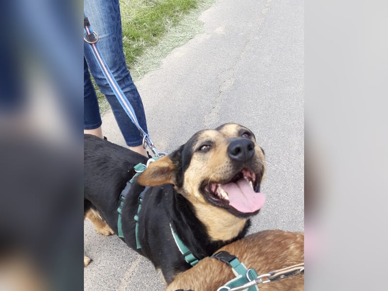Delilah, Traumhündin sucht ihre Menschen