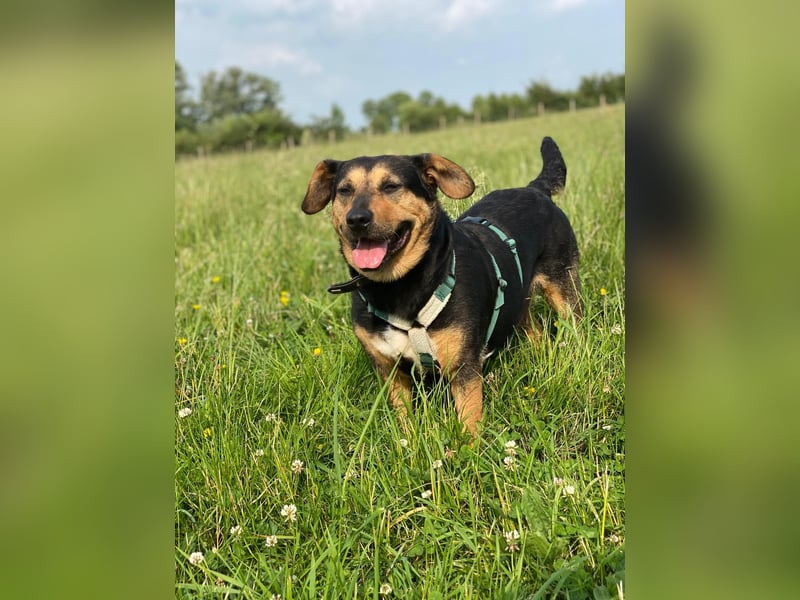 Delilah, Traumhündin sucht ihre Menschen