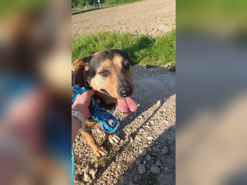 Delilah, Traumhündin sucht ihre Menschen
