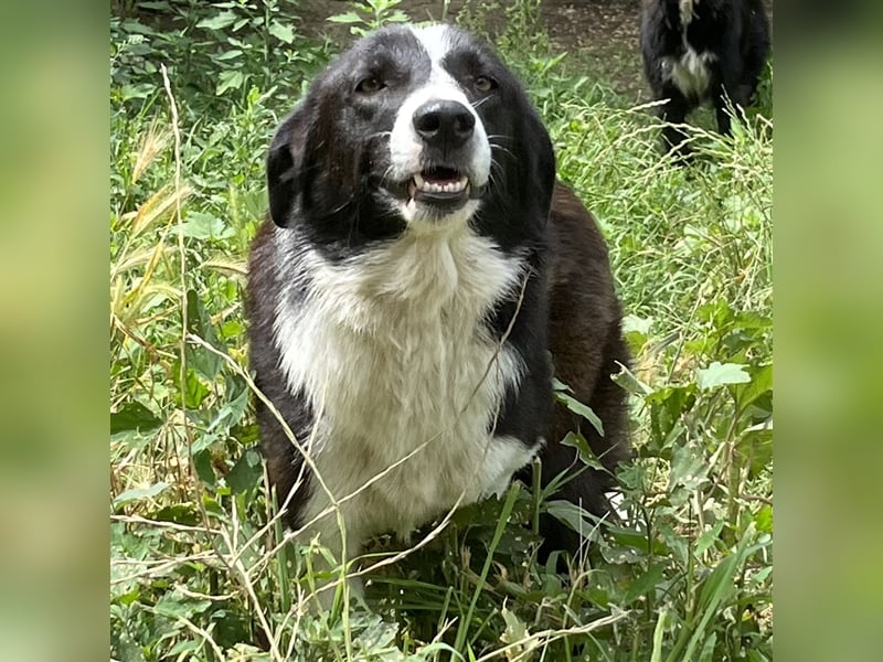 Shelly- Mischlingshund