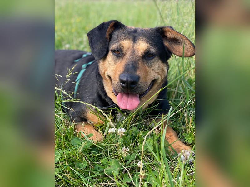 Delilah, Traumhündin sucht ihre Menschen