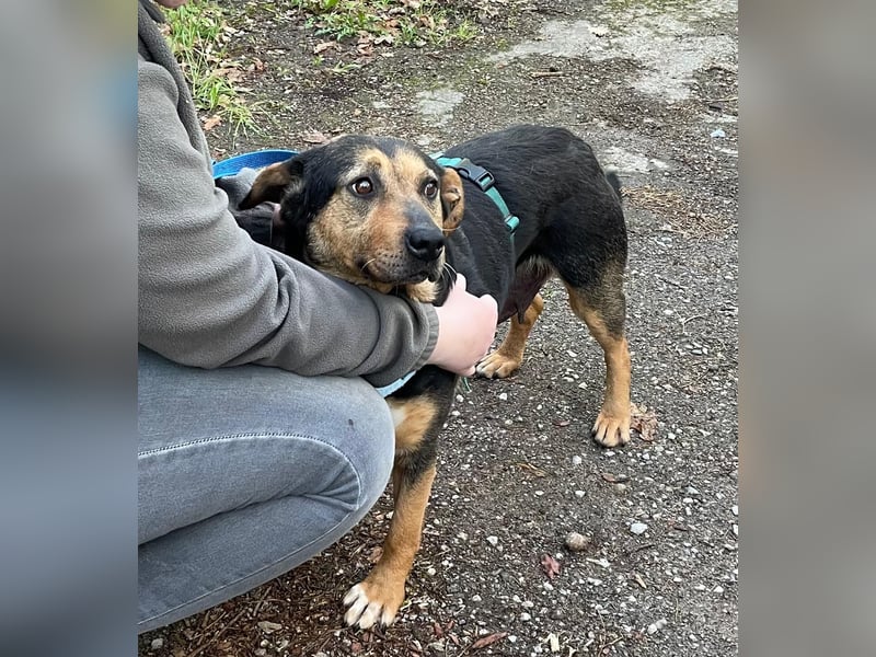 Delilah, Traumhündin sucht ihre Menschen