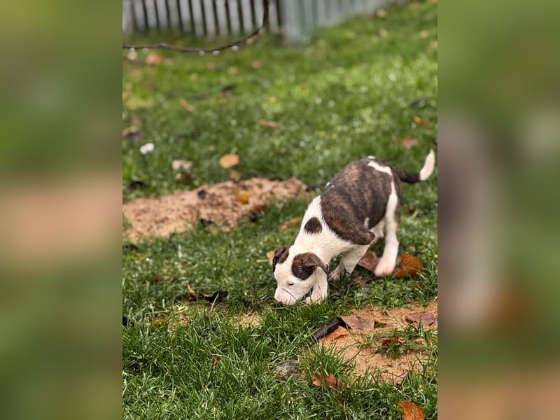 Chanel, kleine Schnuckelmaus sucht aktive Menschen
