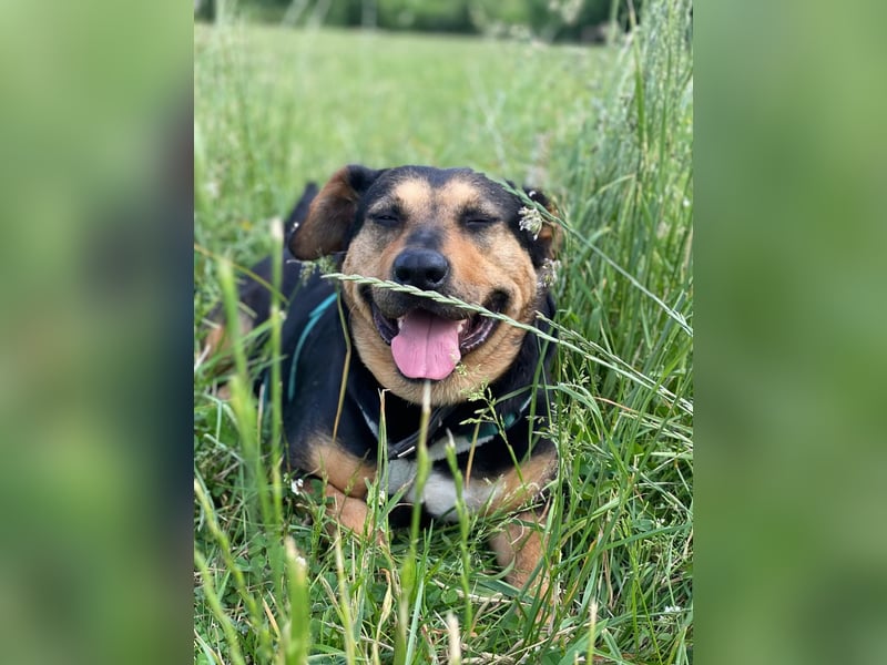 Delilah, Traumhündin sucht ihre Menschen