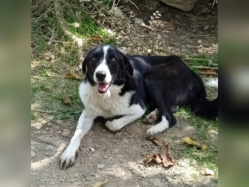 Shelly- Mischlingshund
