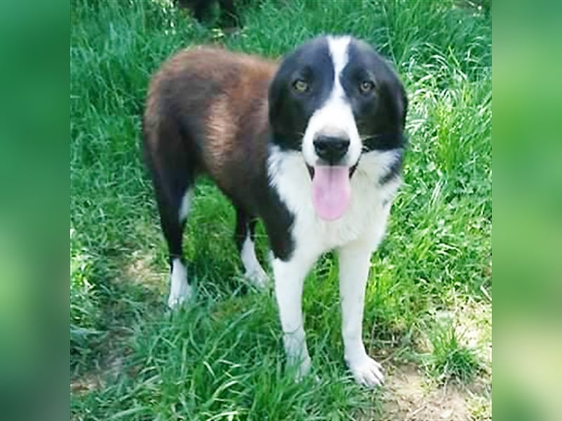 Shelly- Mischlingshund