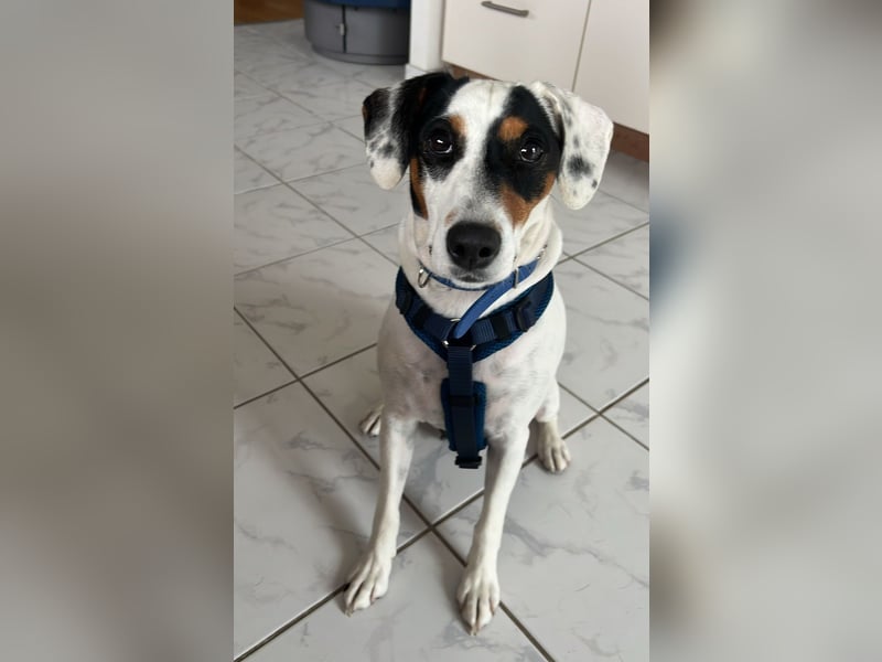 Terrier-Mix Peppa (Tierschutz)