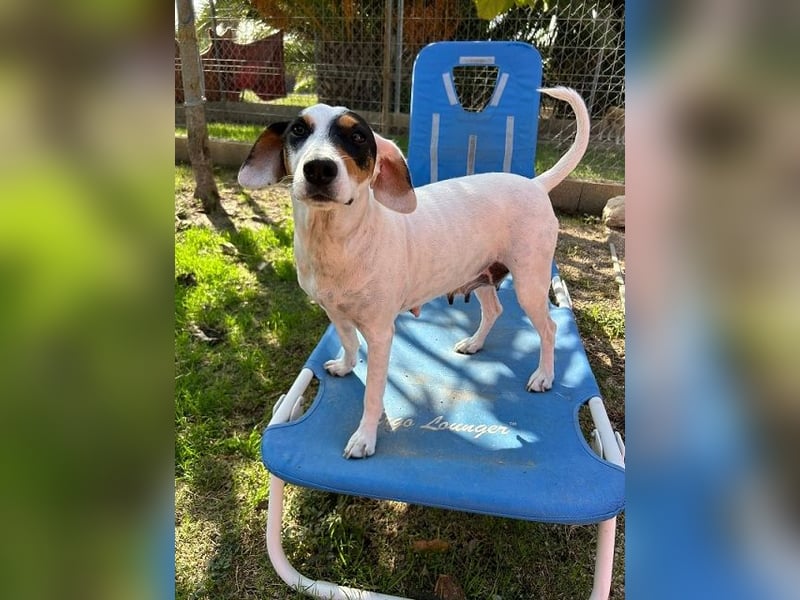 Terrier-Mix Peppa (Tierschutz)