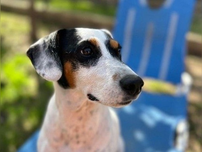 Terrier-Mix Peppa (Tierschutz)