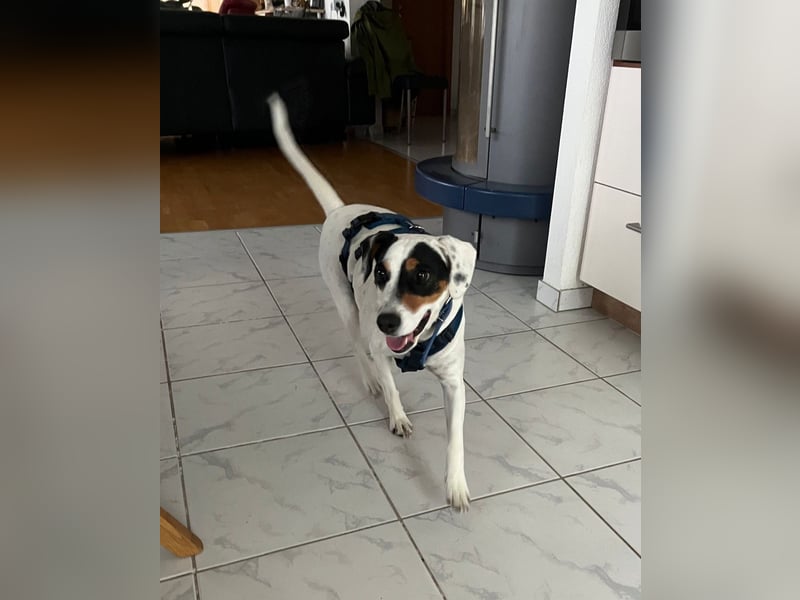 Terrier-Mix Peppa (Tierschutz)