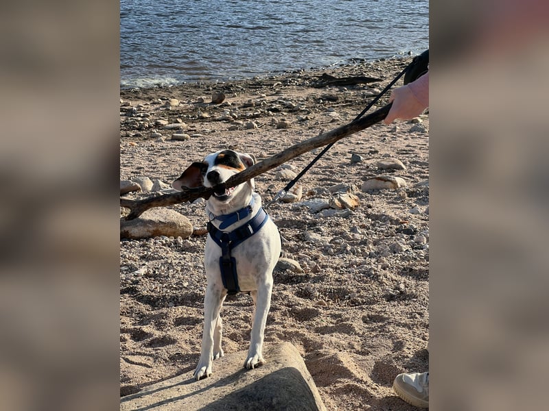 Terrier-Mix Peppa (Tierschutz)