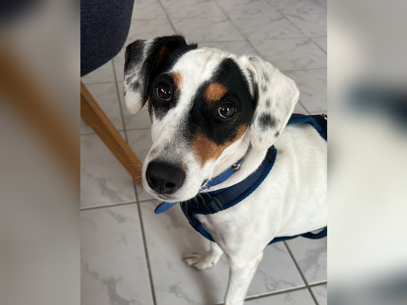 Terrier-Mix Peppa (Tierschutz)