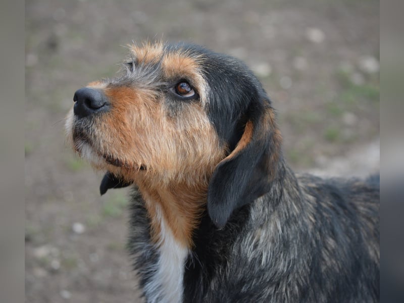 „Mia“, liebe, aktive und gut verträgliche Mischlingshündin, ca. 2 Jahre alt.