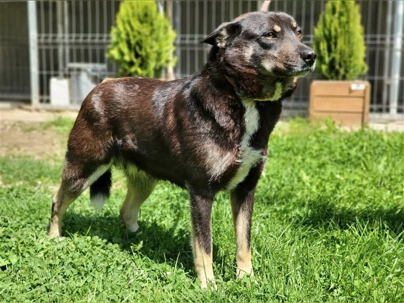 Liebe Mischlingshündin „Bibbi“, ca. 04.04.2021 geboren, gut verträglich, lieb, freundlich