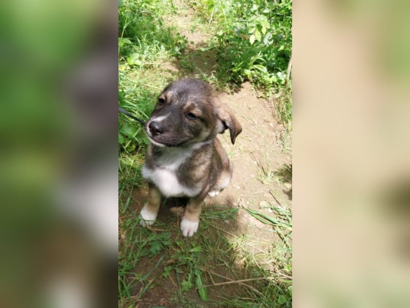 Hundekind „GRACIE“, ausreisebereit Ende Juni 2025, sucht Familie