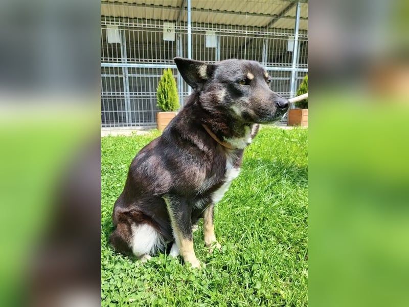 Liebe Mischlingshündin „Bibbi“, ca. 04.04.2021 geboren, gut verträglich, lieb, freundlich