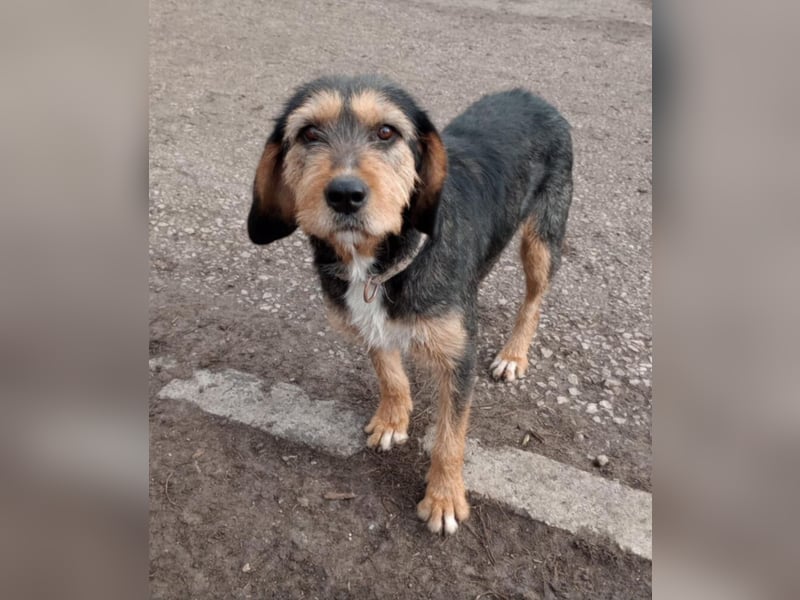 „Mia“, liebe, aktive und gut verträgliche Mischlingshündin, ca. 2 Jahre alt.