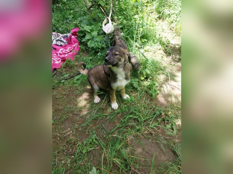 Hundekind „GRACIE“, ausreisebereit Ende Juni 2025, sucht Familie