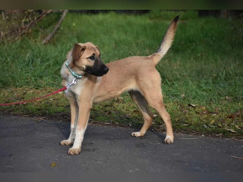 „Kira“, aktive und verspielte Junghündin, ca. 05.2024 geboren, sehr lieb!