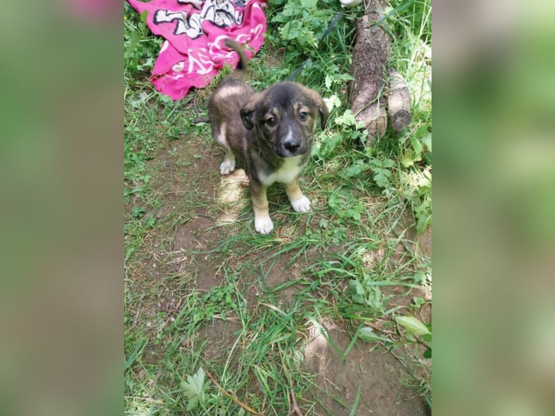 Hundekind „GRACIE“, ausreisebereit Ende Juni 2025, sucht Familie