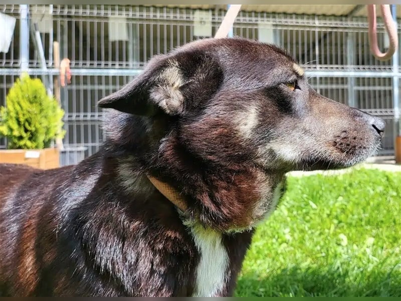 Liebe Mischlingshündin „Bibbi“, ca. 04.04.2021 geboren, gut verträglich, lieb, freundlich