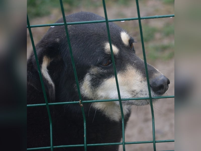 „Madita“, ca. 2022 geboren, gut verträglich, ruhig, sanft.